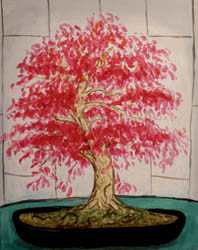 Japanese Bonsai Maple